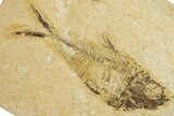 Detailed Fossil Fish (Diplomystus) - Wyoming #354049-1